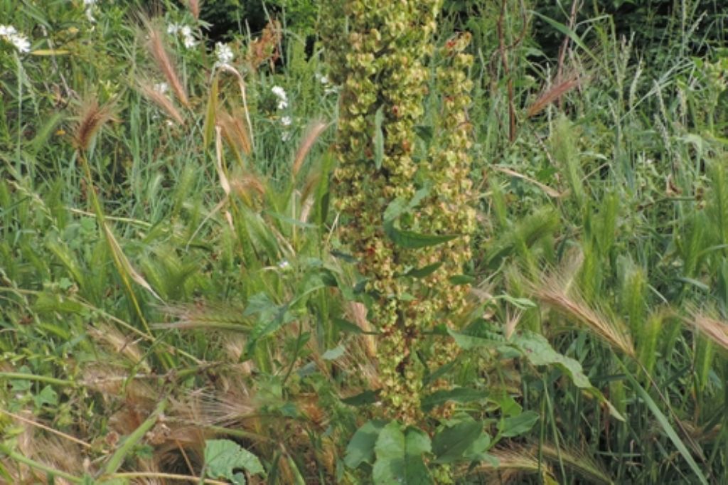 Rumex credo